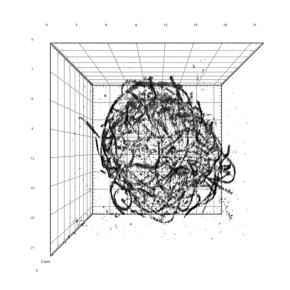 3D reconstruction of the microtubule cytoskeleton in a whole Jurkat cell (immortalized human T lymphocyte) using single molecule localization data from lattice light-sheet microscopy