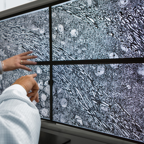 Een afbeelding van vier schermen met afbeeldingen gemaakt met de ZEISS MultiSEM microscoop. 