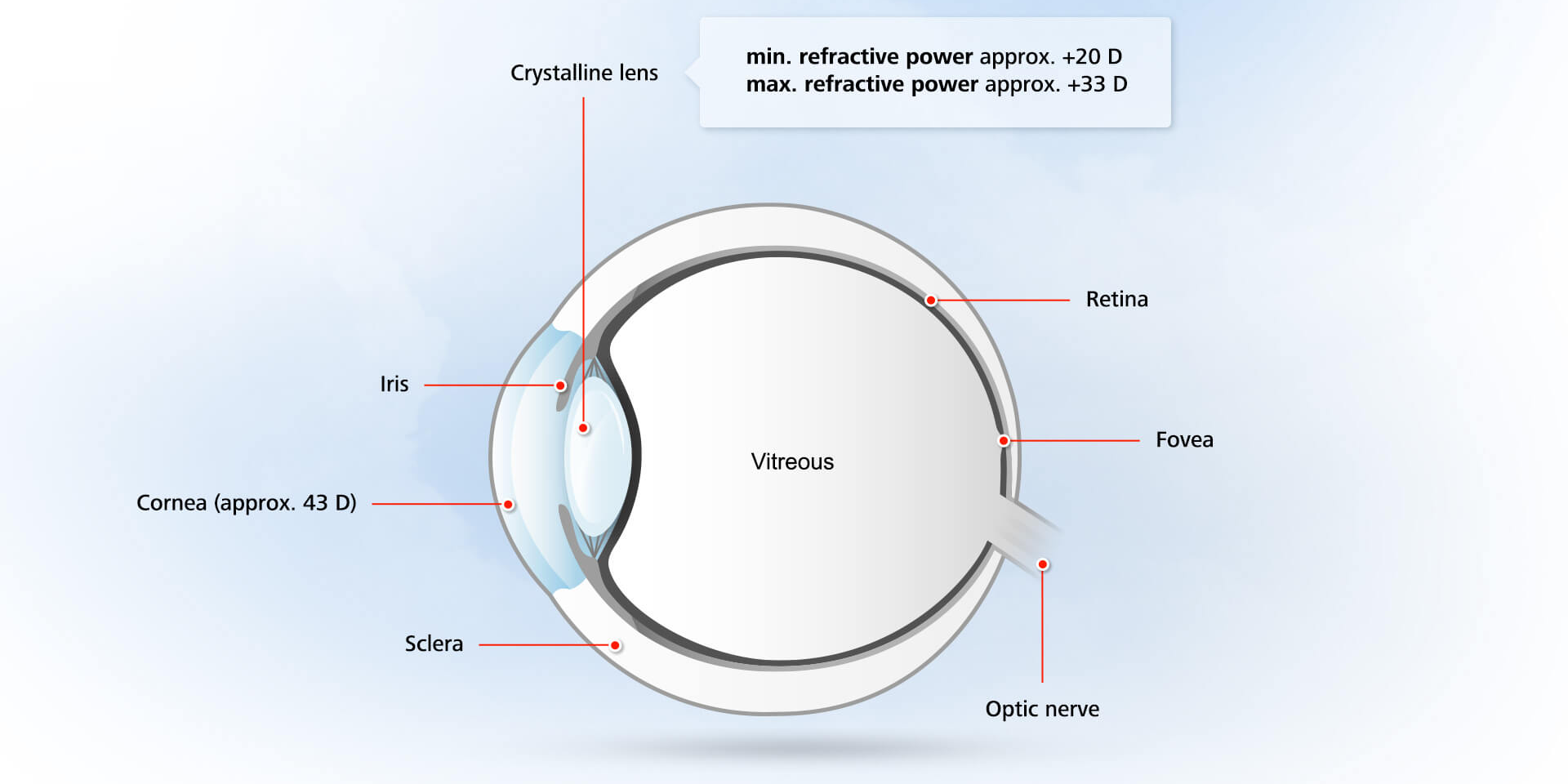 Anatomie: de structuur van het menselijk oog